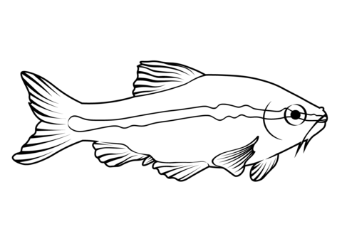 Cherry Barb (Puntius Titteya) Coloring Page